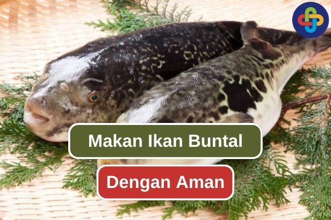 Ketahui 6 Hal Ini sebelum memakan Ikan Buntal